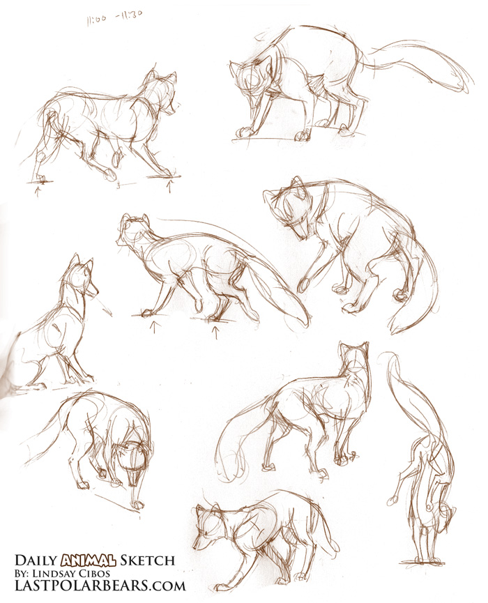 animal poses drawing